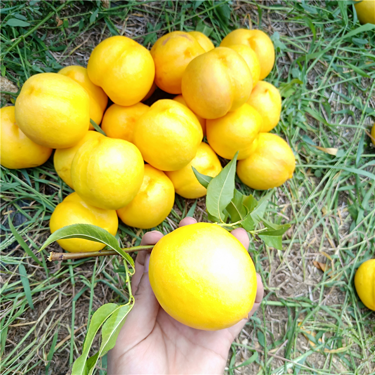 哪里有桃树苗出售，桃树苗批发，桃树苗批发基地