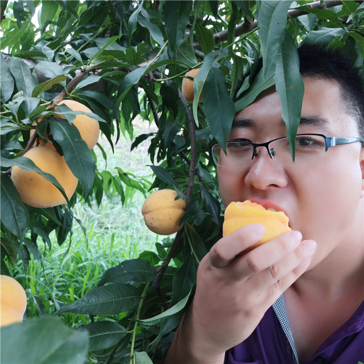 哪里有桃树苗新品种，嫁接桃树苗批发