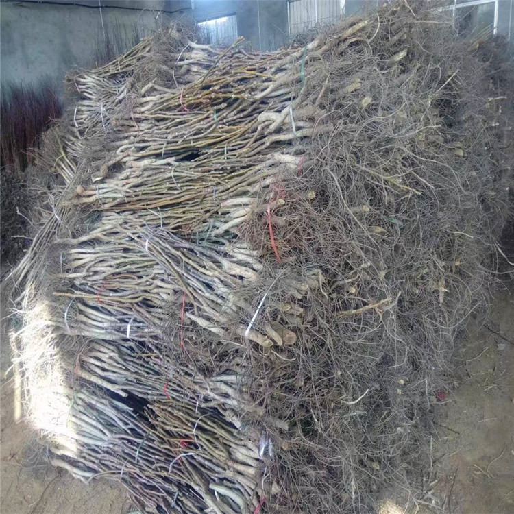 2年核桃苗多少钱 核桃苗价格行情 山东核桃苗***格