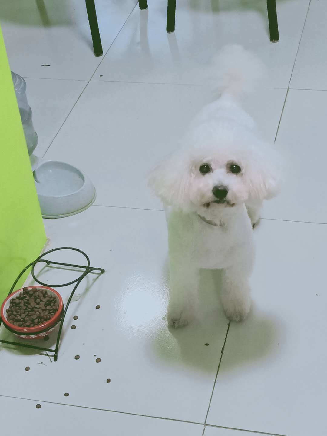 烟台宠物美容 烟台宠物美容哪家好