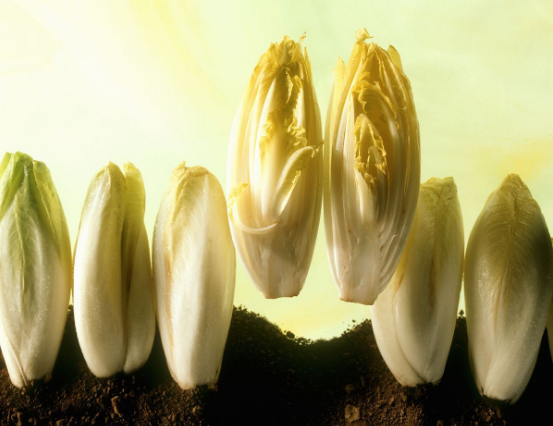 菊苣栀子茶野生花茶贴牌排降尿酸高茶袋泡茶oem代加工同富康