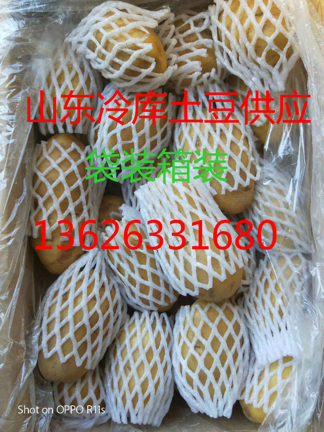 山东冷库土豆荷兰十五土豆袋装箱装***格