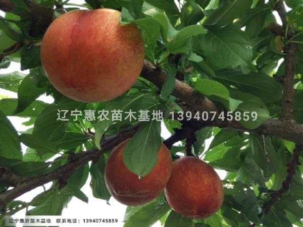 大红袍李子苗，辽宁大红袍李子苗价格