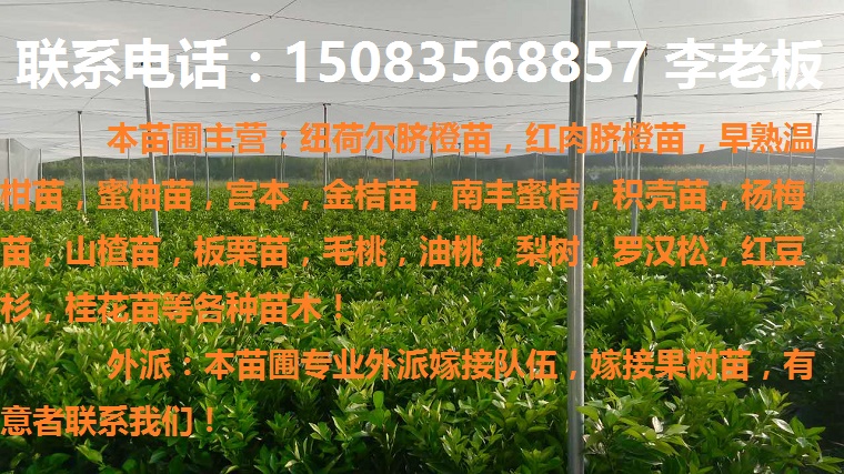 纽荷尔脐橙苗，红肉脐橙苗，赣南早熟脐橙苗