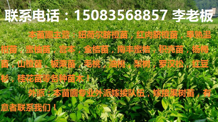 赣南纽荷尔脐橙苗，红肉脐橙苗，赣南早熟脐橙苗