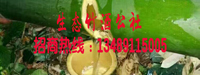 湖北原生态竹筒酒加盟有限公司