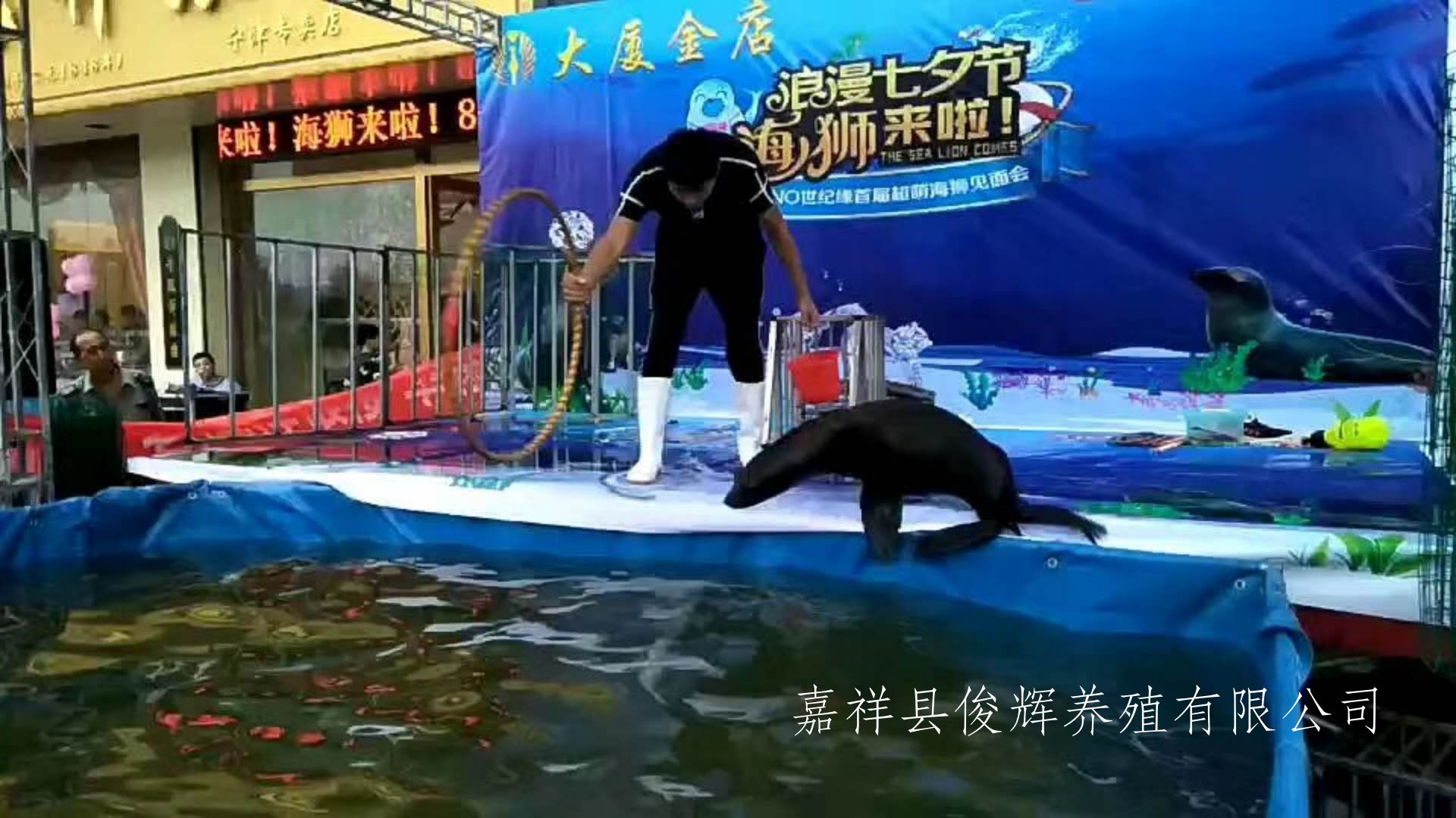 海狮展览海狮表演租赁海狮表演出租价格