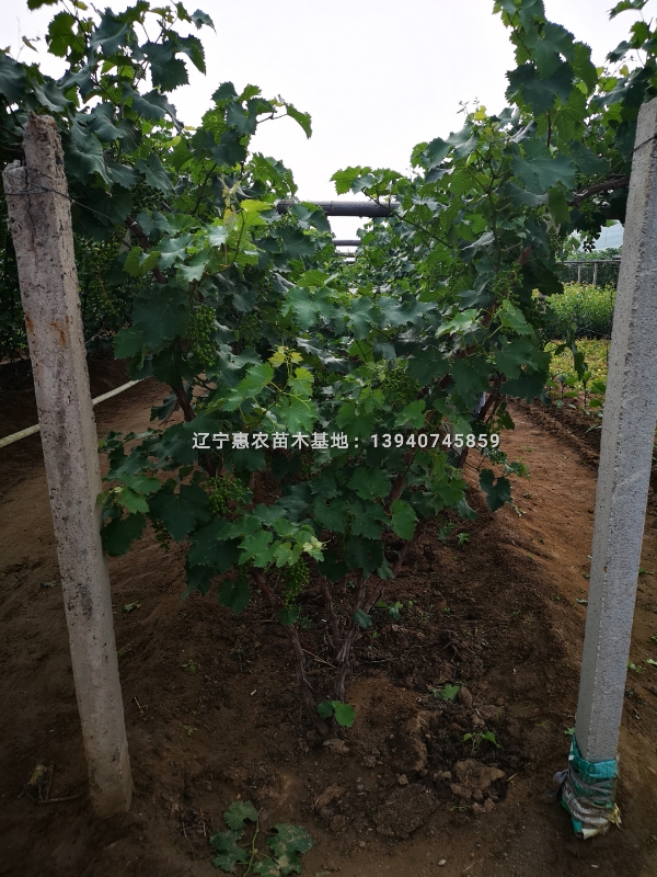 辽宁贝达葡萄苗 哪里有贝达葡萄长条