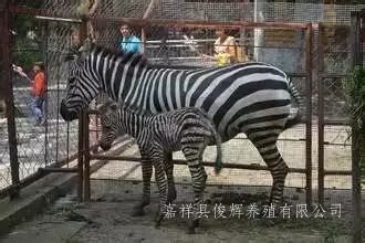 动物出租动物展览动物表演动物租赁公司