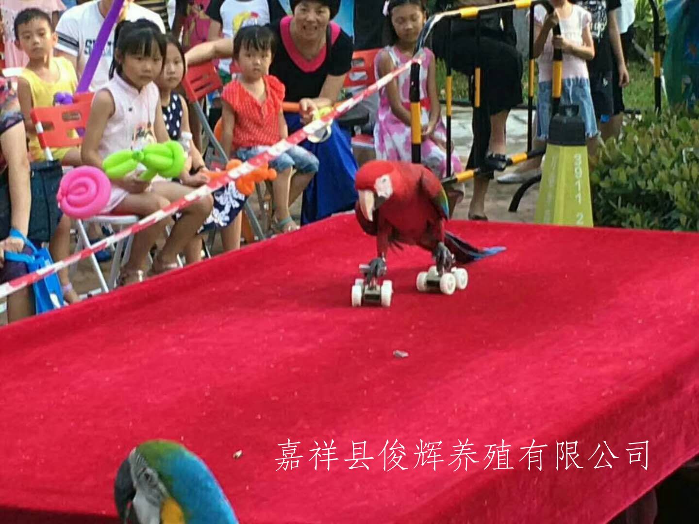 百鸟展出租珍禽展览租赁萌宠出租互动
