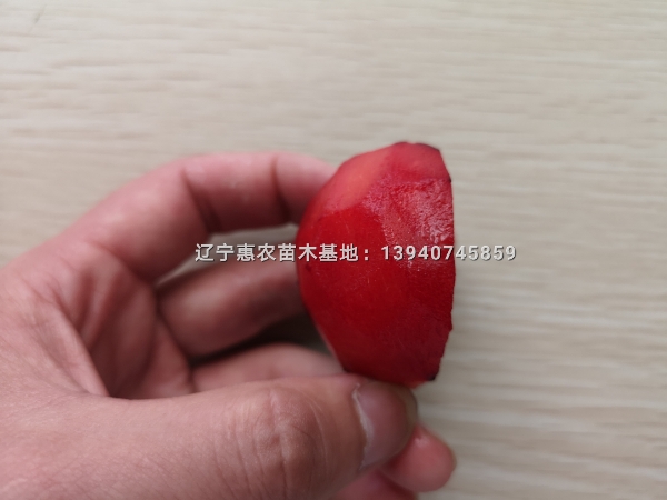 辽宁国峰7号李子苗 新品种国丰七号李子苗价格