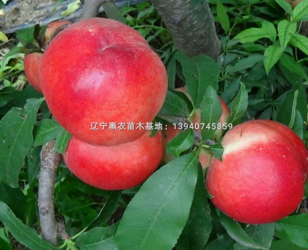 辽宁中油20油桃苗 中油二十油桃品种介绍