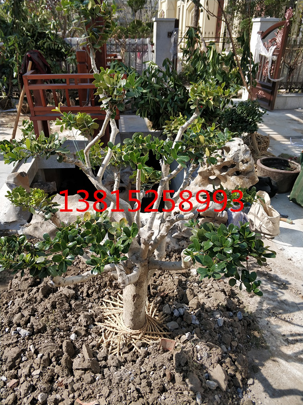 造型景观树、苏州庭院别墅绿化、苏州园林苗木古桩、苏州绿化