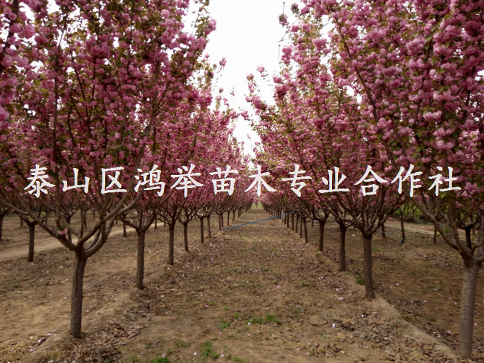 山东樱花，山东晚樱，日本晚樱基地，日本樱花价格