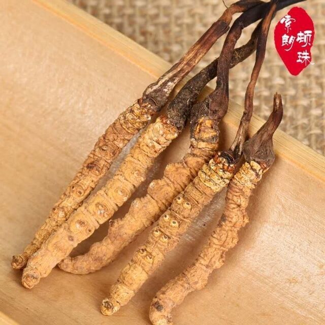 新鲜冬虫夏草的功效