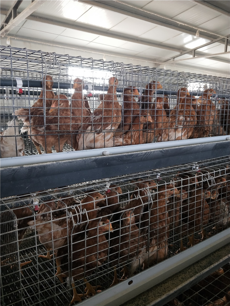 德州超越青年鸡常年对外销售60-120日龄***青年鸡