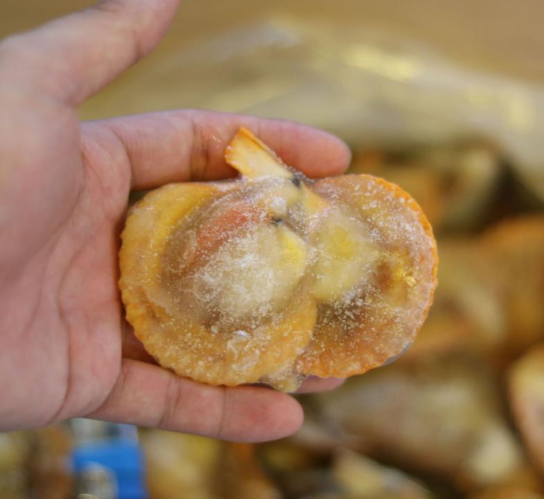 菠菜扇贝汤的做法 湛江海鲜厂家供应黄金贝 半壳扇贝 品质保障