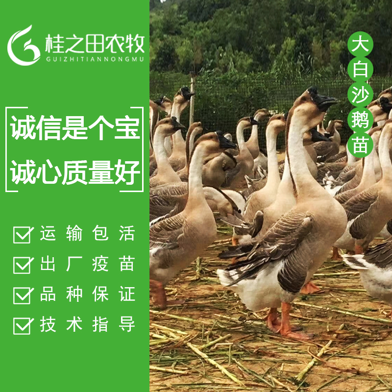 湖南狮头鹅苗批发、纯种合浦鹅苗孵化、大种汕头鹅苗供应