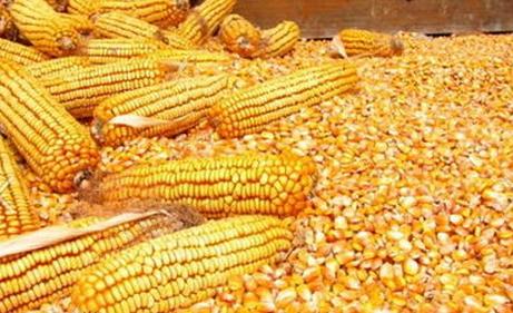 汉江养殖场大量求购玉米碎米油糠麸皮次粉薯粉等饲料原料