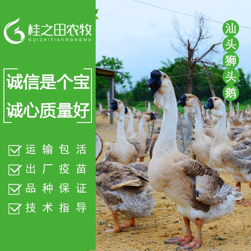 广东狮头鹅苗批发、纯种合浦鹅苗孵化、大种汕头鹅苗供应