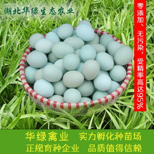 绿壳种蛋五黑鸡种蛋高产黑羽黄麻羽种蛋土鸡种蛋