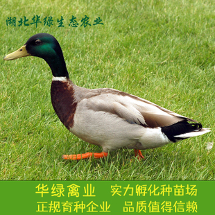 绿头野鸭苗，正宗水鸭子苗，野鸭苗己做防疫成活高