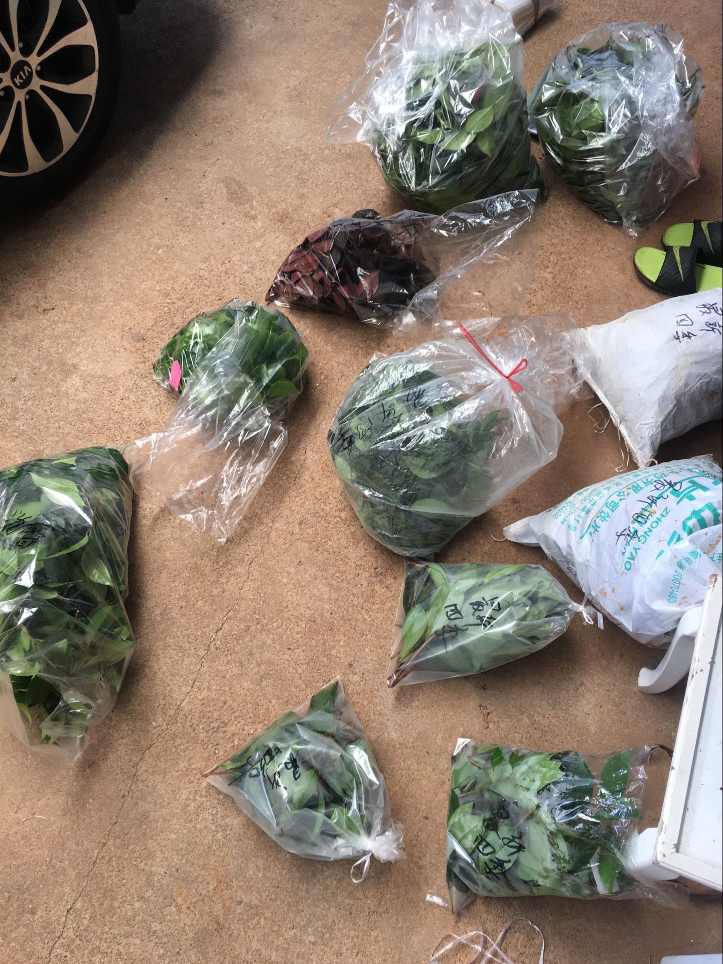 茶花嫁接专用接蕙