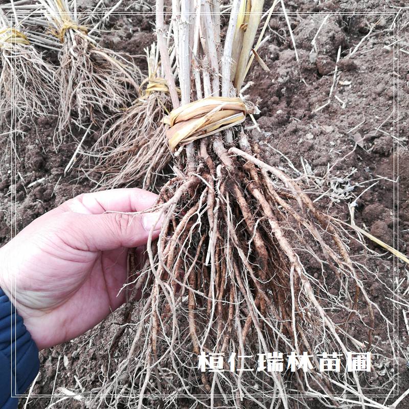 哪有乌***苗 乌***苗木基地