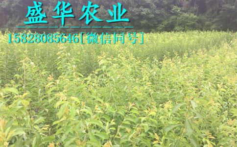 基地四川李子树苗品种***，开江县2年生嫁接李子苗价格实惠。