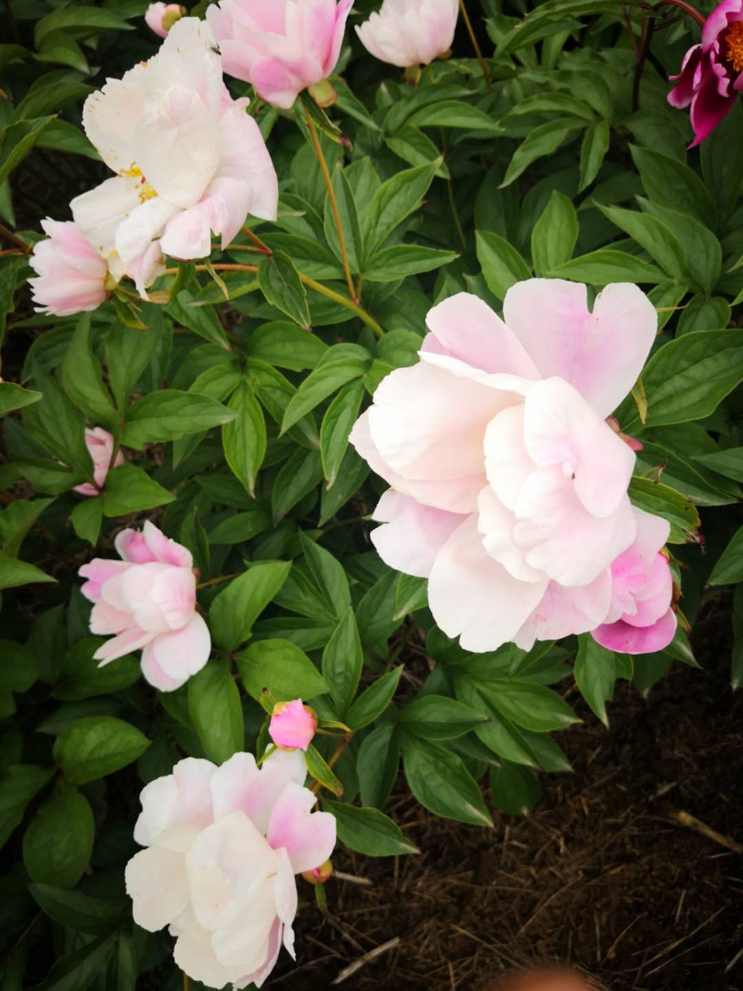 ***白芍种苗-规格齐全