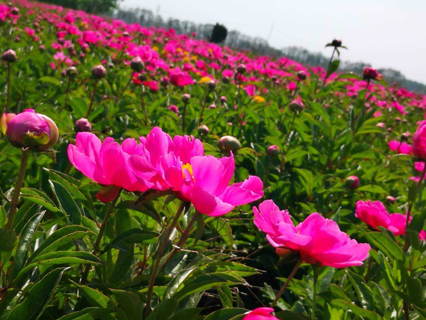 ***白芍种苗-白芍苗图片