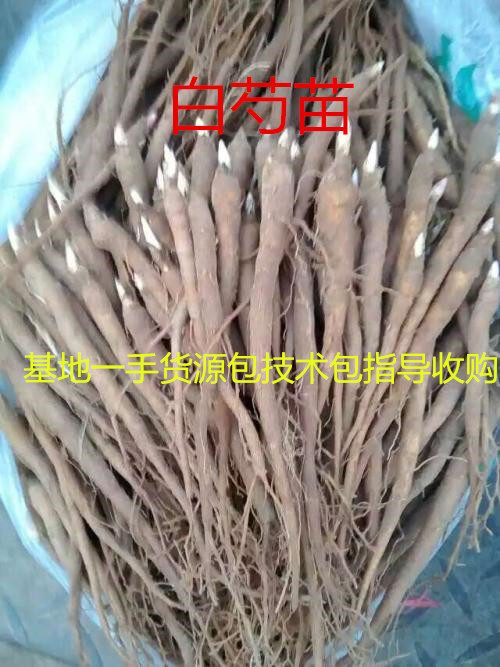 ***白芍种苗-药美农业