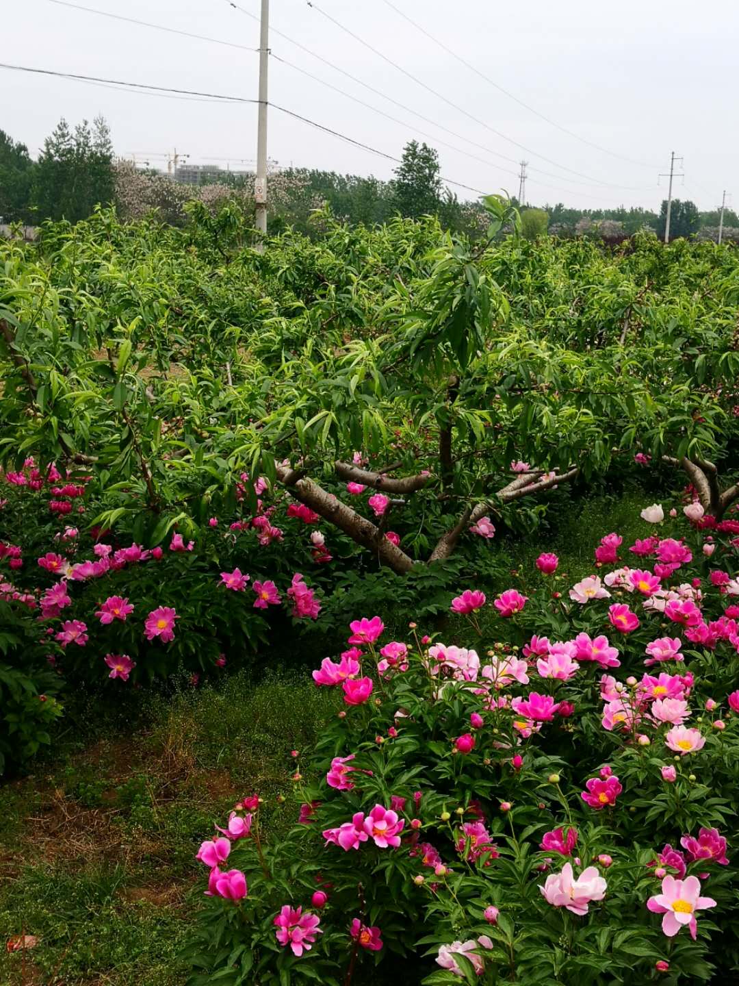 ***白芍种苗-种植时间