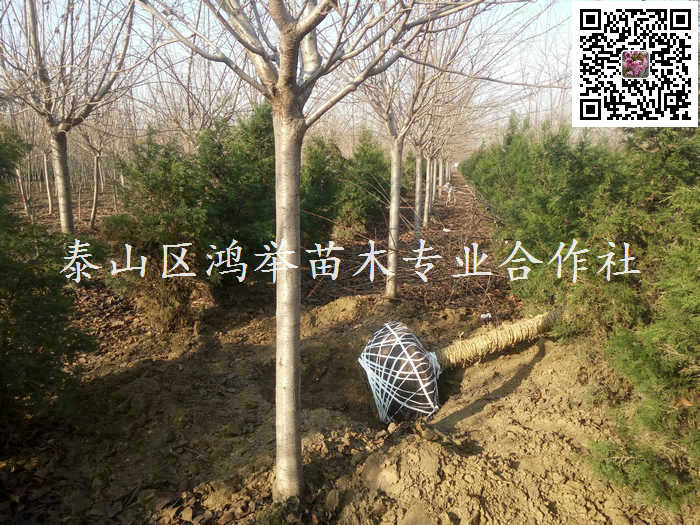 高杆樱花-高杆樱花树-泰安高杆樱花-泰安高杆樱花价格