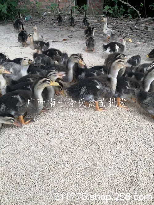 广西南宁青头鸭苗批发青头鸭脱温苗批发