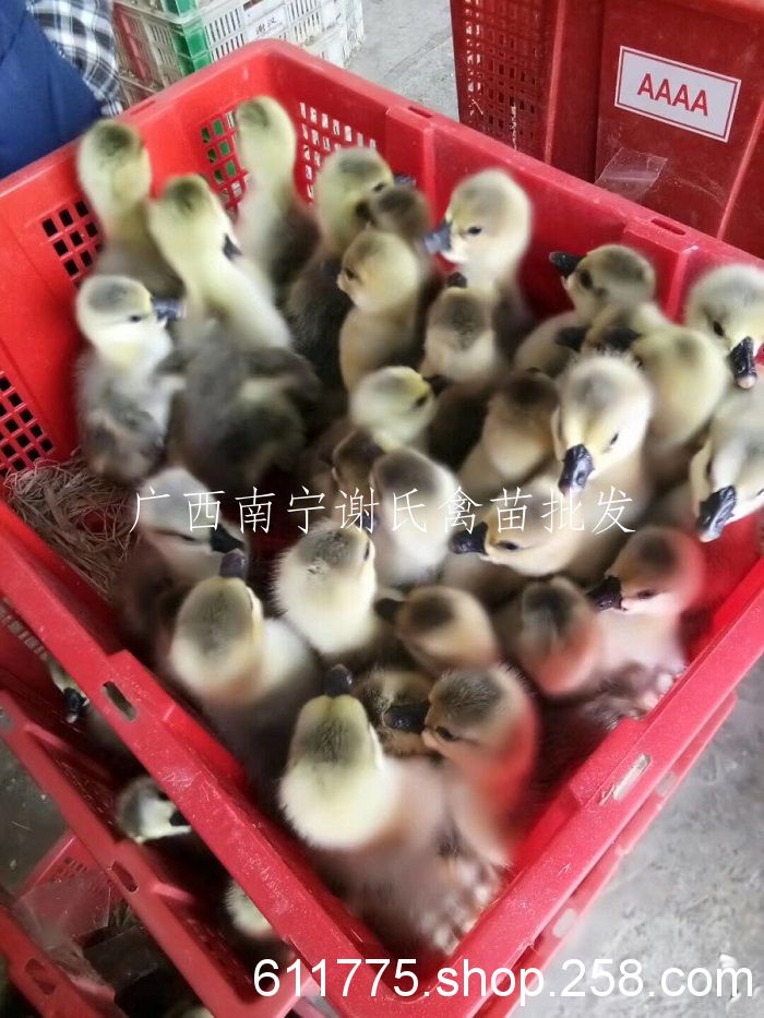 广西南宁鹅苗批发_鹅苗***格_南宁谢氏鹅苗批发商