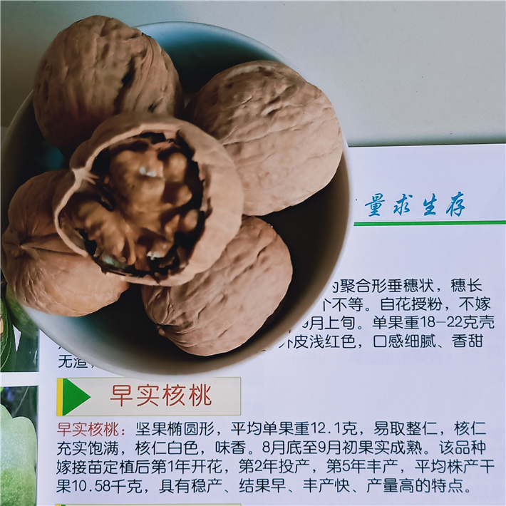 2年核桃苗一棵多少钱，香玲核桃苗，纸皮核桃苗基地