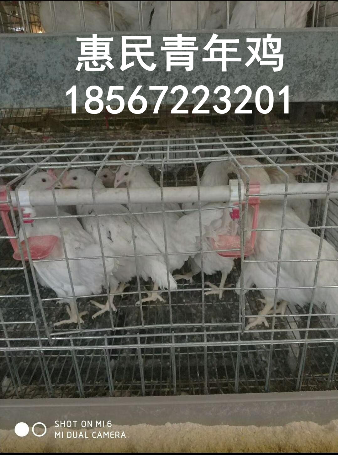 惠民青年鸡供应60日龄罗曼粉青年鸡 罗曼粉育成鸡