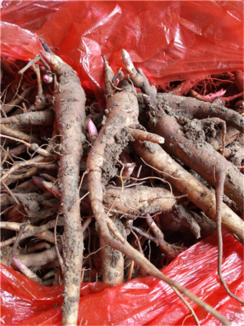 东北芍药苗***商品东三省种植