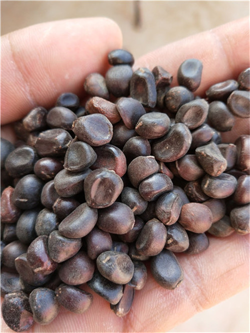 芍药苗一年开花可以打除草剂园林绿化