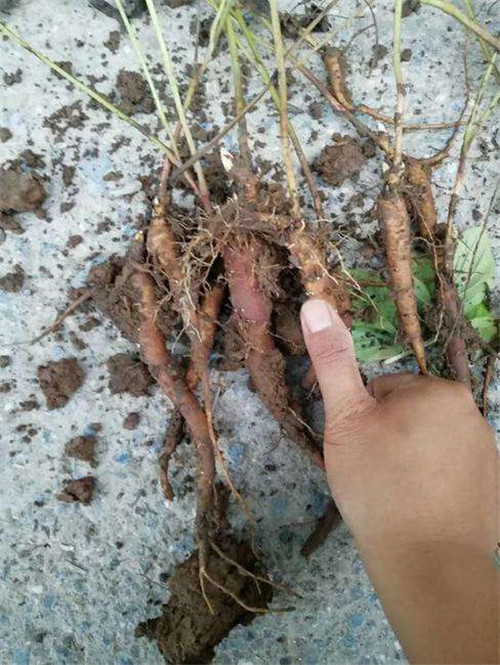 芍药苗电话货到付款***