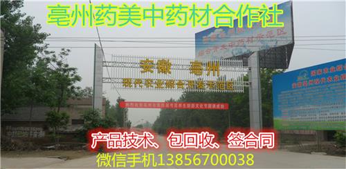 东北芍药苗***商品高