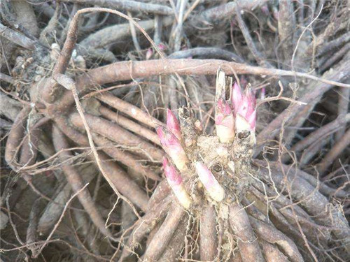 东北芍药苗***商品病虫害少