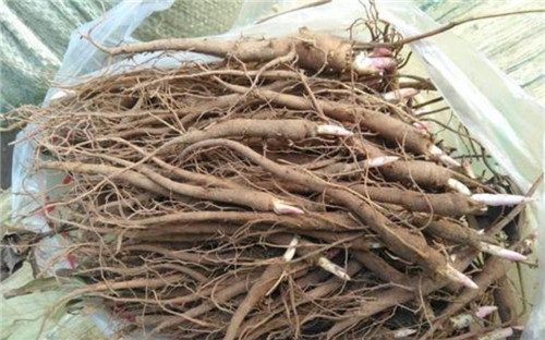 东北芍药苗***商品包上车