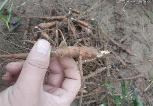东北芍药苗***商品种植前景