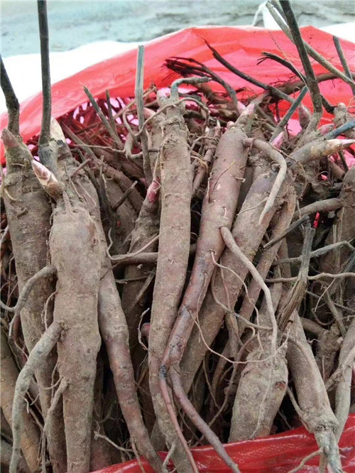 东北芍药苗***商品包技术