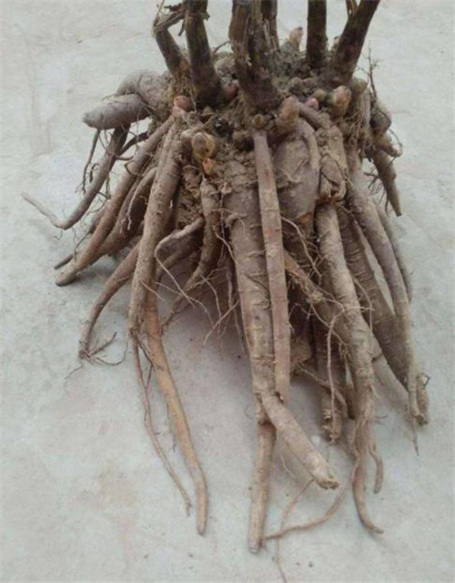 芍药苗电话货到付款***