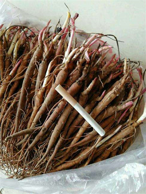 芍药苗电话货到付款***