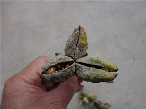 东北芍药苗***商品厂家