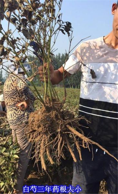 东北芍药苗***商品农业种植